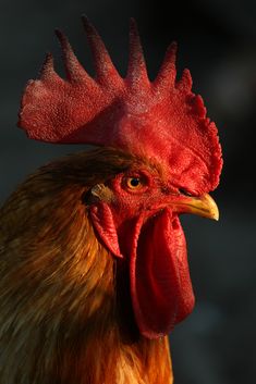 a close up view of a rooster's head with red comb and orange feathers