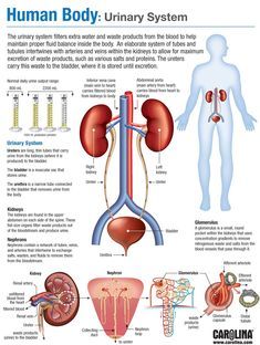 the human body and its organs are labeled in this diagram, which shows how it works