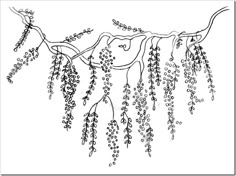 an ink drawing of some flowers hanging from a tree