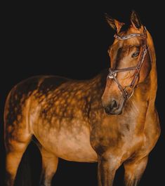 a brown horse is standing in the dark