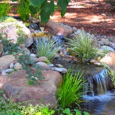 a small stream running through a lush green forest