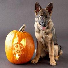 a dog sitting next to a carved pumpkin with a german shepherd face on the front