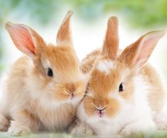 two brown and white rabbits sitting next to each other