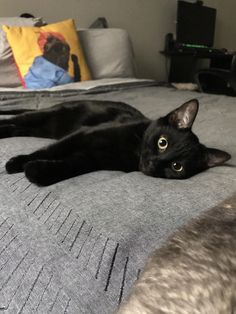 a black cat laying on top of a bed next to a gray blanket and pillows