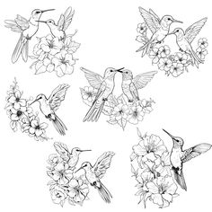 four hummingbirds and flowers on a white background