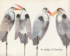 three birds standing next to each other in front of a white background with the words a sedge of herons on it