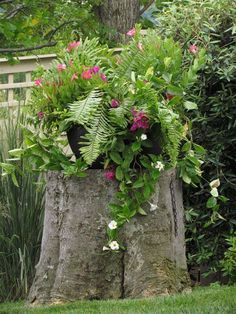 a tree stump with plants growing out of it