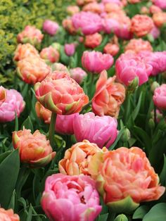 many pink and orange flowers in a garden