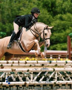 a person riding on the back of a horse jumping over an obstacle with trees in the background