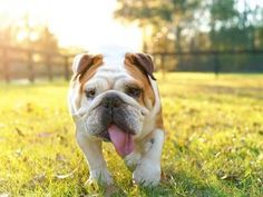 an english bulldog walking in the grass with its tongue hanging out