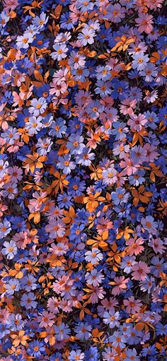 a bunch of purple and orange flowers on a black background