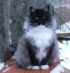 a fluffy black and white cat sitting on top of a wooden bench in the snow