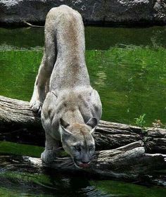 a white tiger walking across a river next to a fallen tree branch and green grass