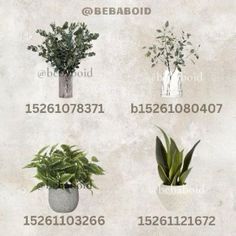 four different types of house plants in vases