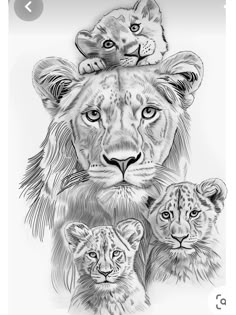 an adult lion and two cubs are shown in this black and white drawing