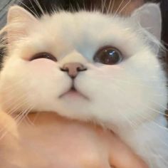 a person holding a white cat with blue eyes and whiskers on it's face