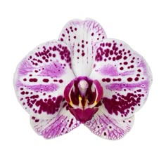 a purple and white flower with spots on it