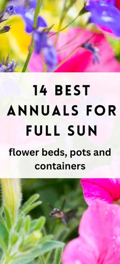 pink and purple annuals for full sun. Flower Pot Planting Ideas Full Sun, Annual Flowers For Full Sun Pots Planters, Full Sun Annuals Flower Bed, Full Sun Flowers That Bloom All Summer, Container Plants For Full Sun And Heat, Full Sun Annuals For Pots, Annual Flowers In Containers, Full Sun Plants For Containers