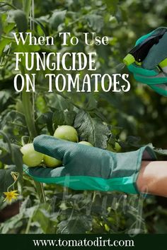 someone wearing gardening gloves is picking green tomatoes from the plant with text overlay that reads, when to use funguside on tomatoes