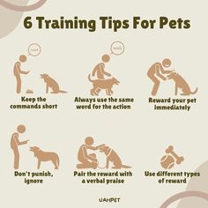 a poster with instructions on how to train your dog for the first time in life