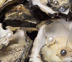 an assortment of oysters with pearls on them