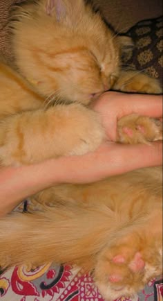 an orange cat laying on top of someone's hand with it's paw