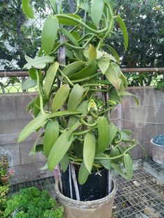 a potted plant with lots of green leaves on it's side, in front of a fence