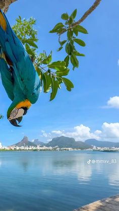 two colorful parrots hanging from a tree near the water