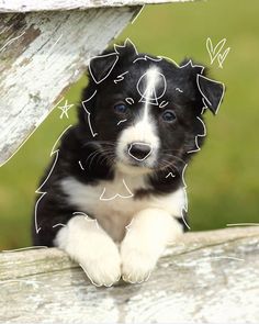 a black and white dog sitting on top of a wooden bench