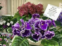 purple flowers are on display in a flower shop