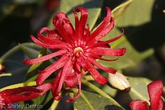 a close up of a red flower on a tree with green leaves in the background