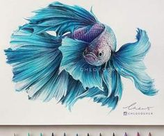 a drawing of a siamese fish with colored pencils next to it on a white paper