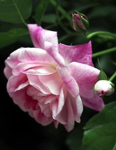 a pink flower with green leaves in the background