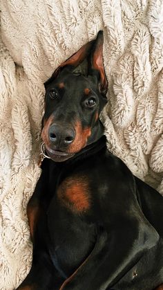 a black and brown dog laying on top of a white blanket