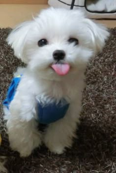 a small white dog sitting on top of a carpeted floor next to a shoe