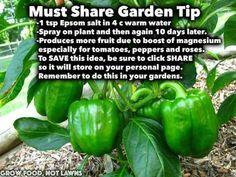 green peppers growing in the garden with text about how to grow them and what to use them