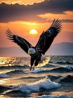 an eagle flying over the ocean at sunset