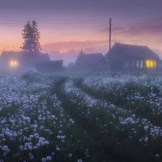 a field full of white flowers at night with buildings in the background and foggy sky