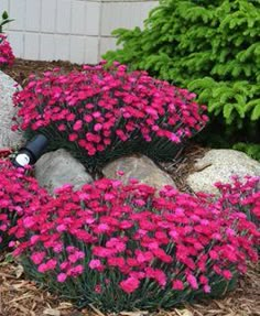 some pink flowers and rocks in the grass