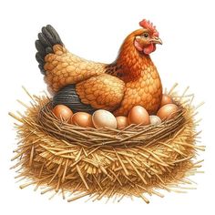 a chicken sitting on top of a nest filled with eggs