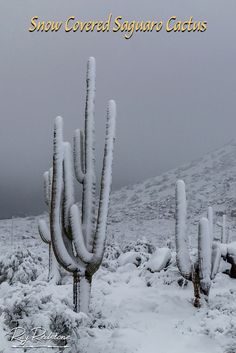 Snow covered cactus in Arizona Arizona Cactus, Print Wall Art, Print Wall, Canvas Print Wall