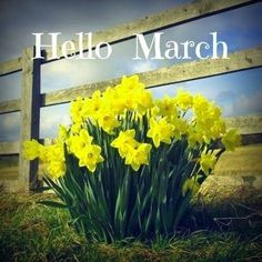 yellow daffodils in front of a wooden fence with the words hello march