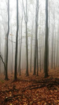 fog in the woods with leaves on the ground