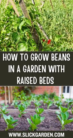 the garden with raised beds and plants growing in it