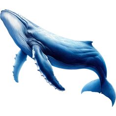 a blue whale is swimming in the water