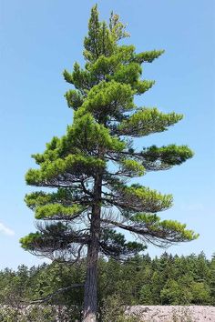 a tall pine tree sitting on top of a lush green field under a blue sky