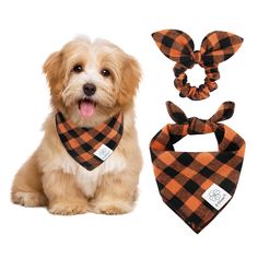 a small dog wearing an orange and black buffalo plaid bandana with two matching hair ties