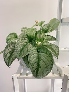 a large green plant sitting on top of a white chair