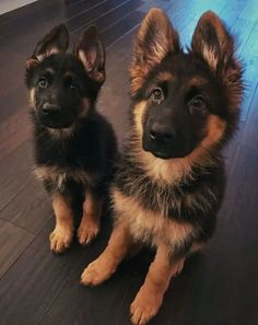 two german shepherd puppies sitting on the floor