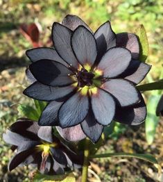 a close up of a flower on the ground